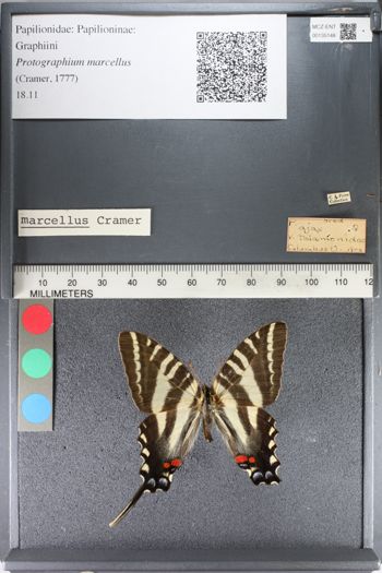 Media type: image;   Entomology 135148